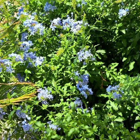 Casa Lore D'or לינה וארוחת בוקר אלורה